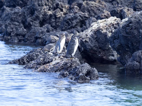 Tučňák Galapážský Spheniscus Mendiculus Jediný Tučňák Žijící Severní Polokouli Ostrově — Stock fotografie