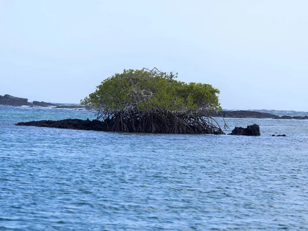 Isla Sureña Isabela Está Formada Por Lava Negra Con Manglares — Foto de Stock