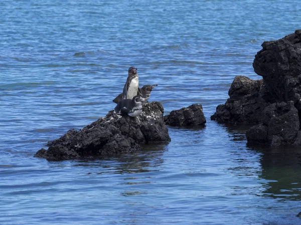 Pingüino Galápagos Spheniscus Mendiculus Único Pingüino Que Vive Hemisferio Norte — Foto de Stock