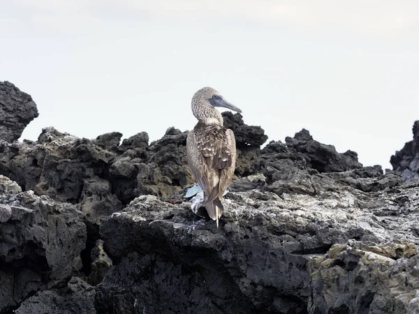 Booby Patas Azules Sula Nebouxii Excisa Limpia Las Plumas Acantilado — Foto de Stock