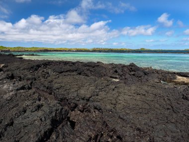 Güney Isabela Adası mangrov standları, Glapagos, Ekvator ile siyah lav tarafından oluşturulmuş