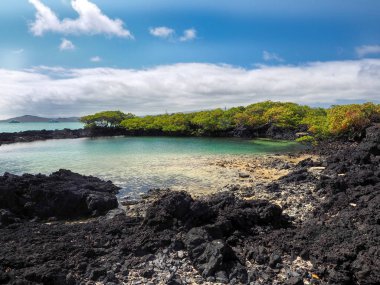 Güney Isabela Adası mangrov standları, Glapagos, Ekvator ile siyah lav tarafından oluşturulmuş