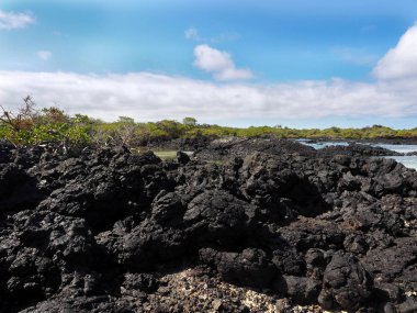 Güney Isabela Adası, Galapagos, Ecuador