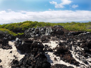 Güney Isabela Adası, Galapagos, Ecuador