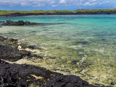 Güney Isabela Adası, Galapagos, Ecuador