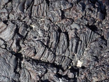 Siyah lav halatlar, deniz kenarı Isabela Adası: Isabela, Galapagos, Ecuador