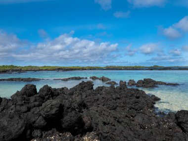 Güney Isabela Adası, Galapagos, Ecuador