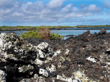 Siyah lav halatlar, deniz kenarı Isabela Adası: Isabela, Galapagos, Ecuador