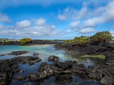 Güney Isabela Adası mangrov standları, Glapagos, Ekvator ile siyah lav tarafından oluşturulmuş