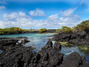 Güney Isabela Adası mangrov standları, Glapagos, Ekvator ile siyah lav tarafından oluşturulmuş