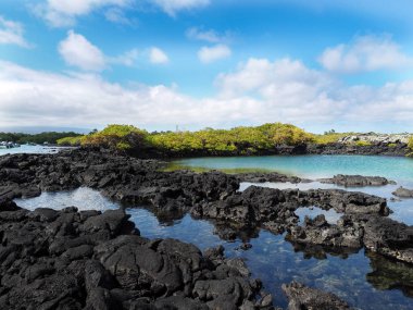 Güney Isabela Adası mangrov standları, Glapagos, Ekvator ile siyah lav tarafından oluşturulmuş