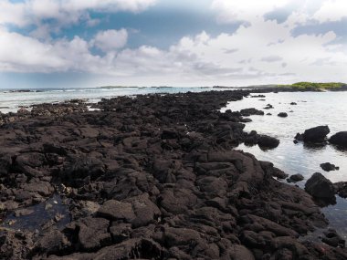 Güney Isabela Adası mangrov standları, Glapagos, Ekvator ile siyah lav tarafından oluşturulmuş
