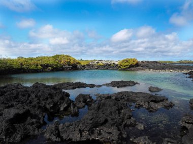 Güney Isabela Adası mangrov standları, Glapagos, Ekvator ile siyah lav tarafından oluşturulmuş