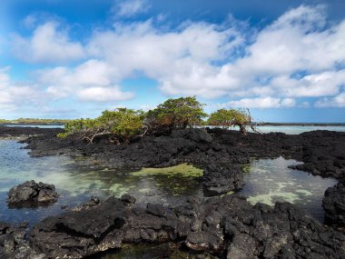 Güney Isabela Adası mangrov standları, Glapagos, Ekvator ile siyah lav tarafından oluşturulmuş