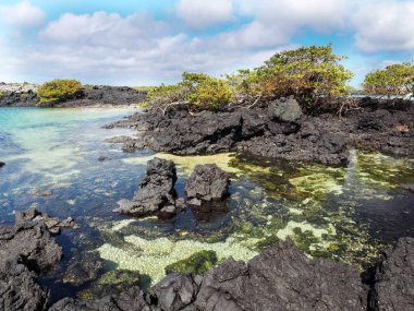 Güney Isabela Adası mangrov standları, Glapagos, Ekvator ile siyah lav tarafından oluşturulmuş