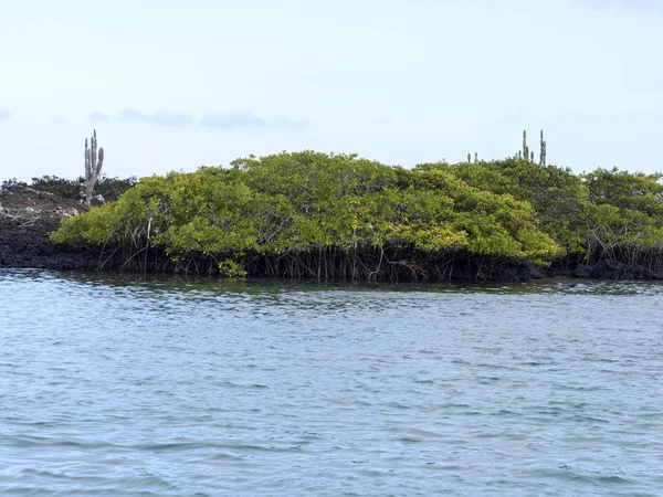 Ilha Sul Isabela Formada Por Lava Negra Com Manguezais Glapagos — Fotografia de Stock