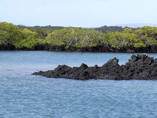 イサベラ島の南の島 マングローブ林 Glapagos エクアドルと黒い溶岩によって形成されます — ストック写真