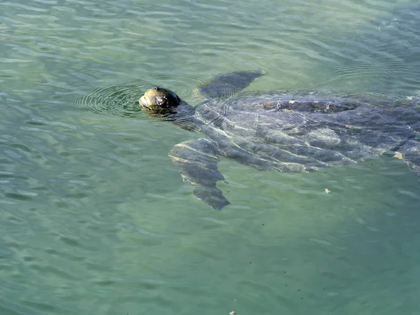 Loggerhead Sea Turtle Caretta Caretta Inhaled Isabela Island Galapagos Ecuador — Stock Photo, Image
