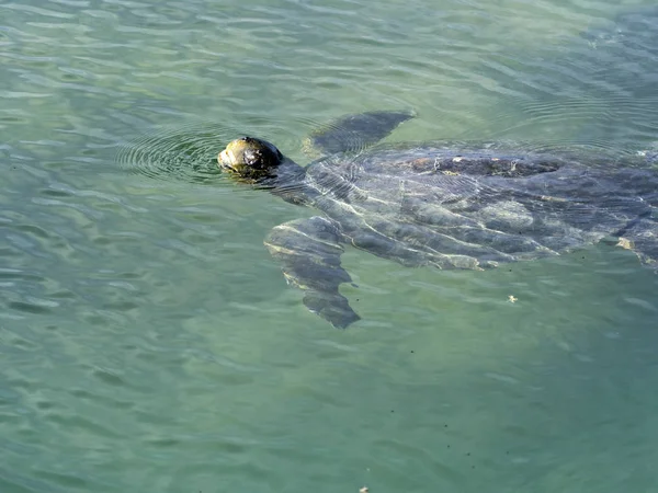 Tortuga Boba Caretta Caretta Inhalada Isla Isabela Galápagos Ecuador — Foto de Stock