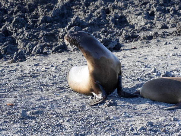 Галапагоські Морський Лев Zalophus Wollebaeki Узбережжі Ісабела Острів Галапагоські Острови — стокове фото