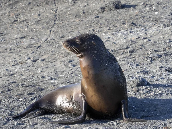 Galapagos Morze Lion Zalophus Wollebaeki Wybrzeżu Isabela Wyspy Galapagos Ekwador — Zdjęcie stockowe