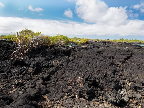 Isla Sureña Isabela Está Formada Por Lava Negra Con Manglares — Foto de Stock