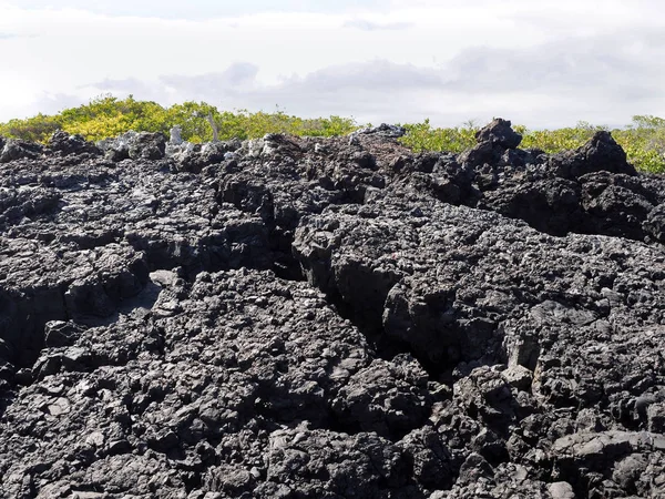 Черные Лавовые Канаты Побережье Isabela Ostrov Isabela Galapagos Ecuador — стоковое фото