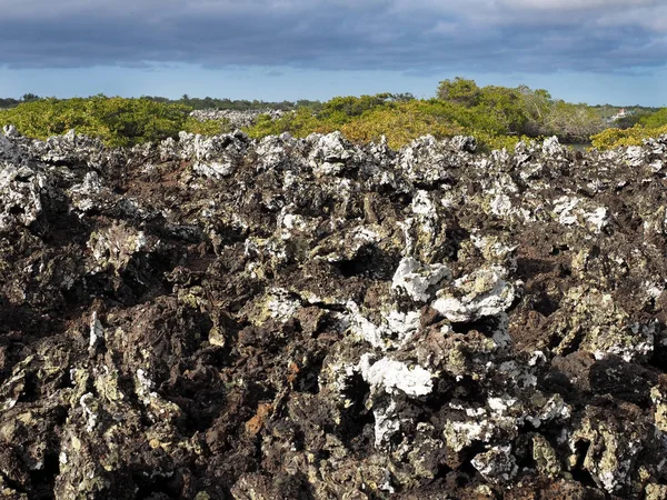 Stuffed Lava Island Islote Tintoreras Commemorates Moonland Galapagos Ecuador Royalty Free Stock Images