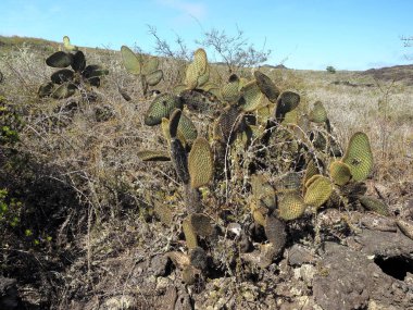 Etli bitkiler üzerinde Sierra Negra yanardağ, Isabela Adası, Galapagos, Ecuador