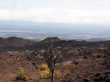 Etli bitkiler üzerinde Sierra Negra yanardağ, Isabela Adası, Galapagos, Ecuador