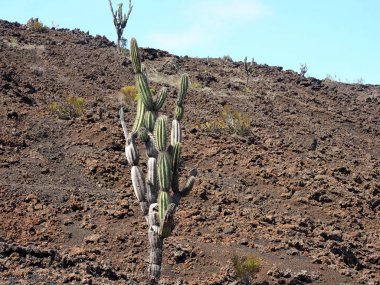Etli bitkiler üzerinde Sierra Negra yanardağ, Isabela Adası, Galapagos, Ecuador