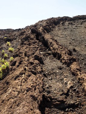 Etli bitkiler üzerinde Sierra Negra yanardağ, Isabela Adası, Galapagos, Ecuador