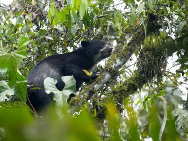 Spectacled bear, Tremarctos ornatus, is fed on a tree in the mountain foggy forest of Maquipucuna, Ecuador clipart