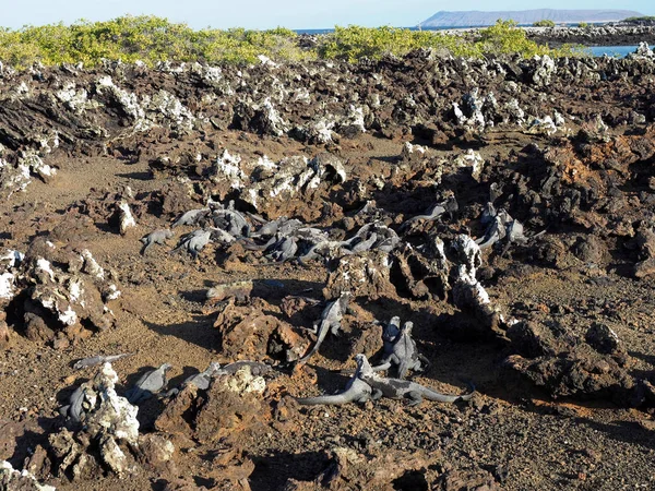 Marine Iguana Amblyrhynchus Cristatus Albemarlensis Некоторыми Местами Найденными Большом Количестве — стоковое фото