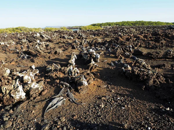 Marine Iguana Amblyrhynchus Cristatus Albemarlensis Некоторыми Местами Найденными Большом Количестве — стоковое фото