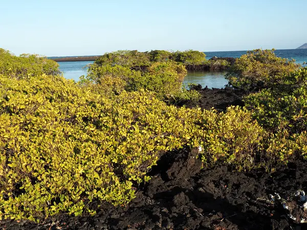 Powierzchni Wulkan Sierra Negra Przypomina Księżycowy Krajobraz Wyspa Isabela Galapagos — Zdjęcie stockowe