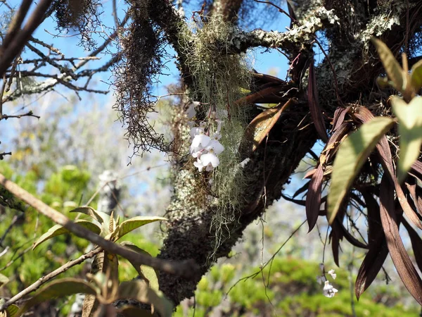 Wild Orchid Sierra Negra Vulkaan Boom Isabela Island Galapagos Ecuador — Stockfoto