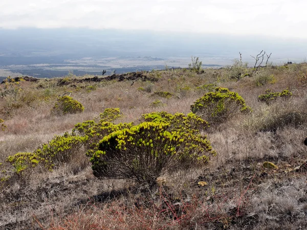 Sukulentní Rostliny Sierra Negra Sopka Ostrově Isabela Galapágy Ekvádor — Stock fotografie