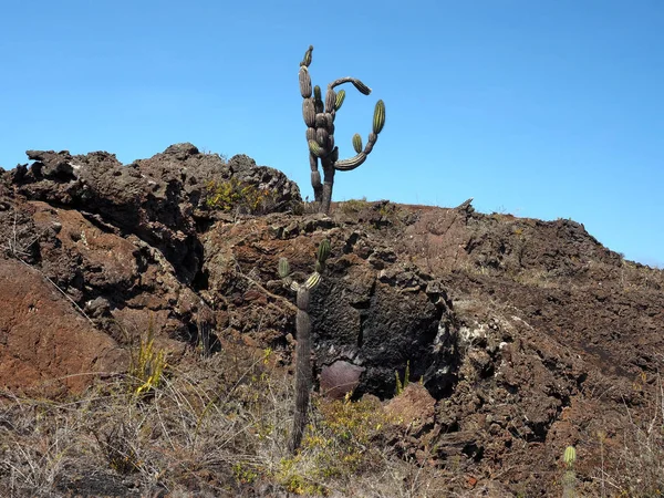 Plantas Suculentas Volcán Sierra Negra Isla Isabela Galápagos Ecuador — Foto de Stock