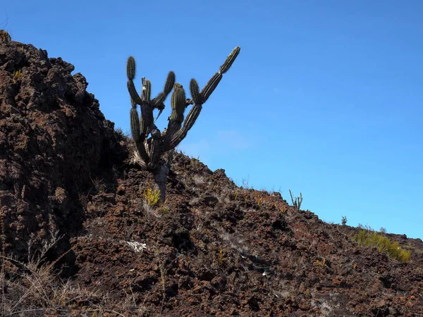 Plantas Suculentas Volcán Sierra Negra Isla Isabela Galápagos Ecuador — Foto de Stock