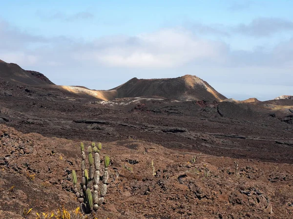 Plantas Suculentas Volcán Sierra Negra Isla Isabela Galápagos Ecuador — Foto de Stock