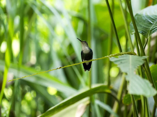 Kolibri Hegyi Ködös Erdő Maquipucuna Ecuador — Stock Fotó