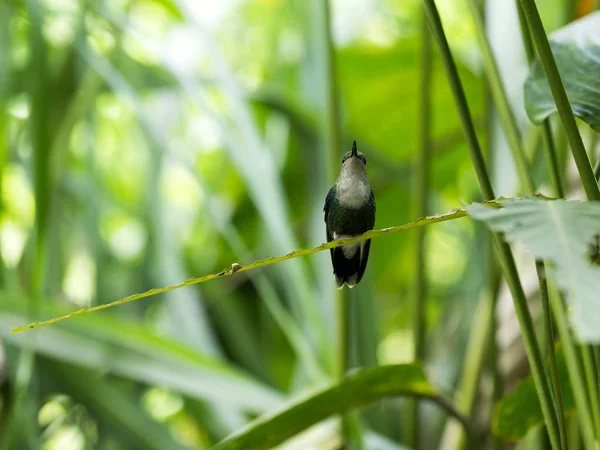 Hummingbird Mountain Foggy Forest Maquipucuna Ecuador — Stock Photo, Image