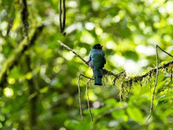 숲에서 이국적인 새입니다 마스크 Trogon Trogon Personatus Maquipucuna 에콰도르에서에서 빨강과 — 스톡 사진