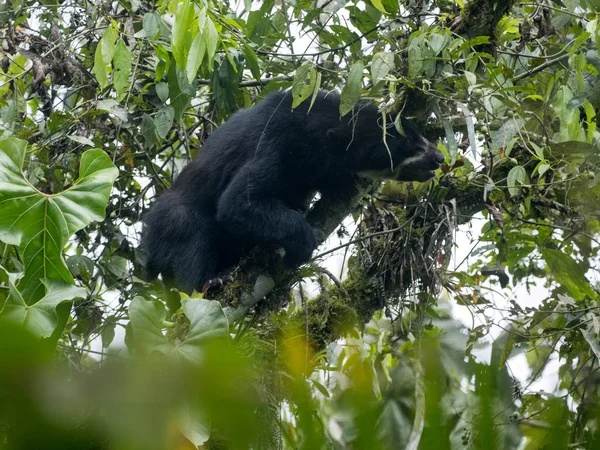 Ours Lunettes Tremarctos Ornatus Est Nourri Sur Arbre Dans Forêt — Photo