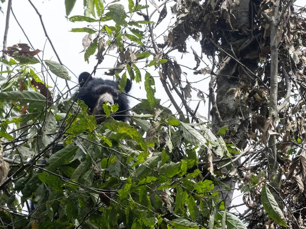 Ours Lunettes Tremarctos Ornatus Est Nourri Sur Arbre Dans Forêt — Photo