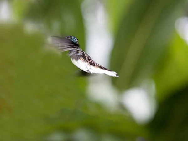 Hummingbird Floresta Nebulosa Montanha Maquipucuna Equador — Fotografia de Stock