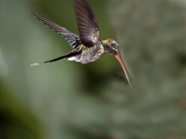Hummingbird Mountain Foggy Forest Maquipucuna Ecuador — Stock Photo, Image