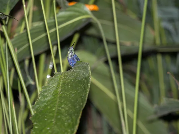 Colibrí Bosque Nublado Montaña Maquipucuna Ecuador — Foto de Stock