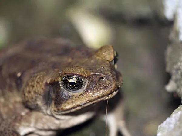 Sapo Bufo Ssp Bosque Nublado Montaña Maquipucuna Ecuador — Foto de Stock